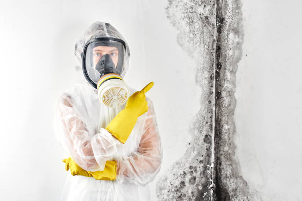 Best Industrial Mold Remediation  in Coldwater, OH